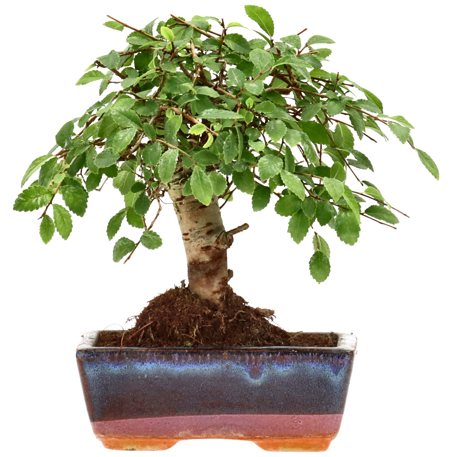 Orme de Chine, env. 7 ans (18 cm)