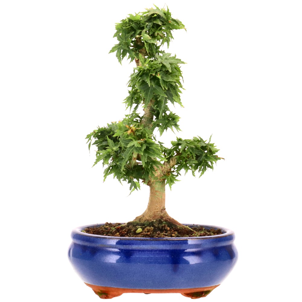 bonsai.fallbackImageTitle