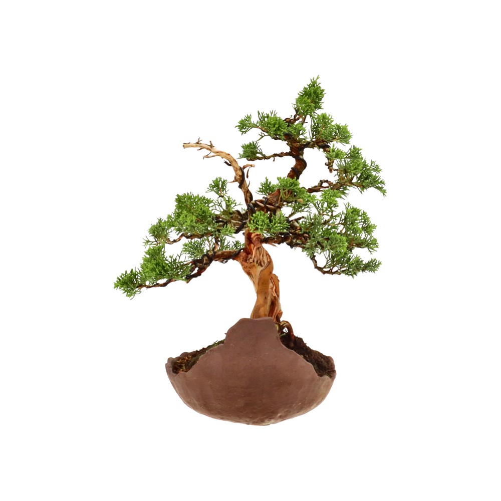 bonsai.fallbackImageTitle bonsai.fallbackImageTitle