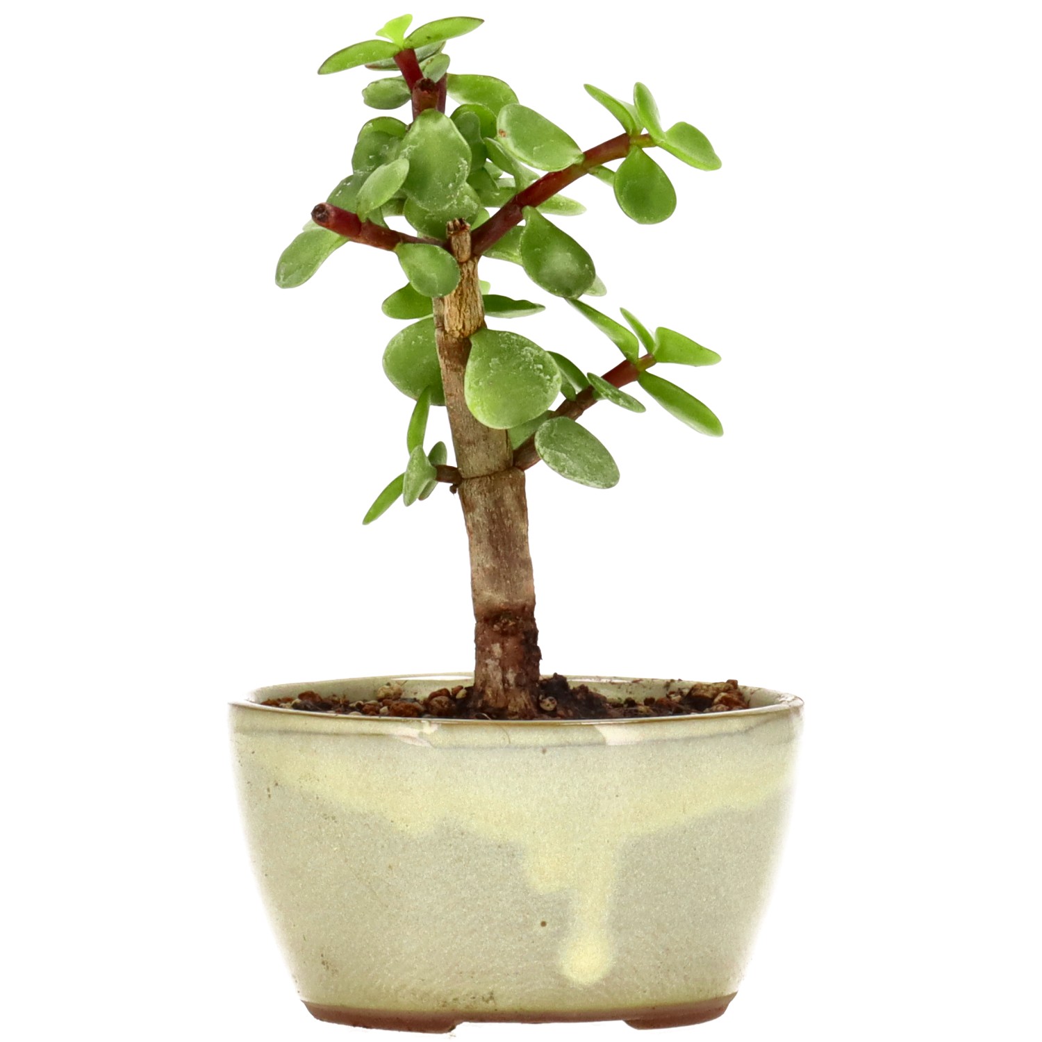 Jadebaum, ca. 2 J. (11 cm)