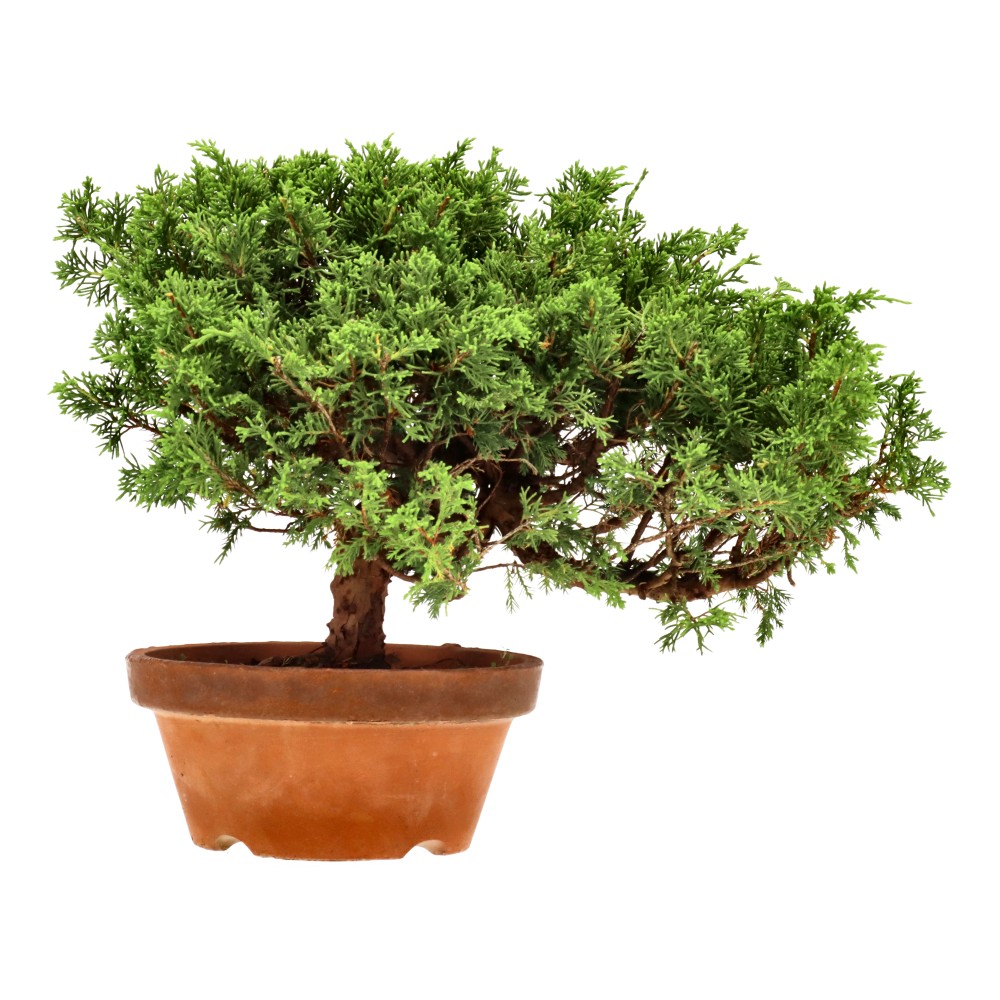 Genévrier de Chine, env. 20 ans (24 cm)