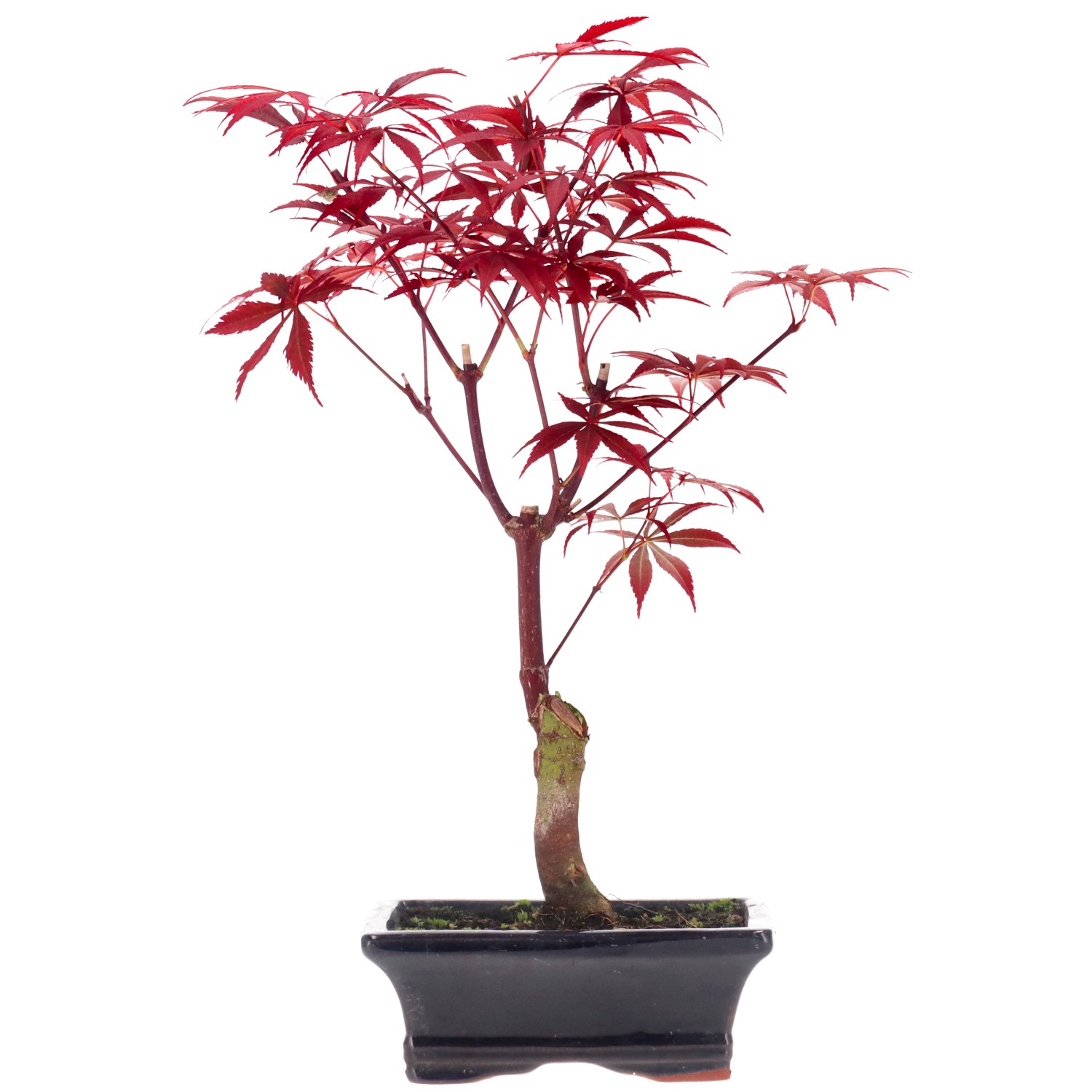 Jap. Fächerahorn (Atropurpureum), ca. 7 J. (31 cm)