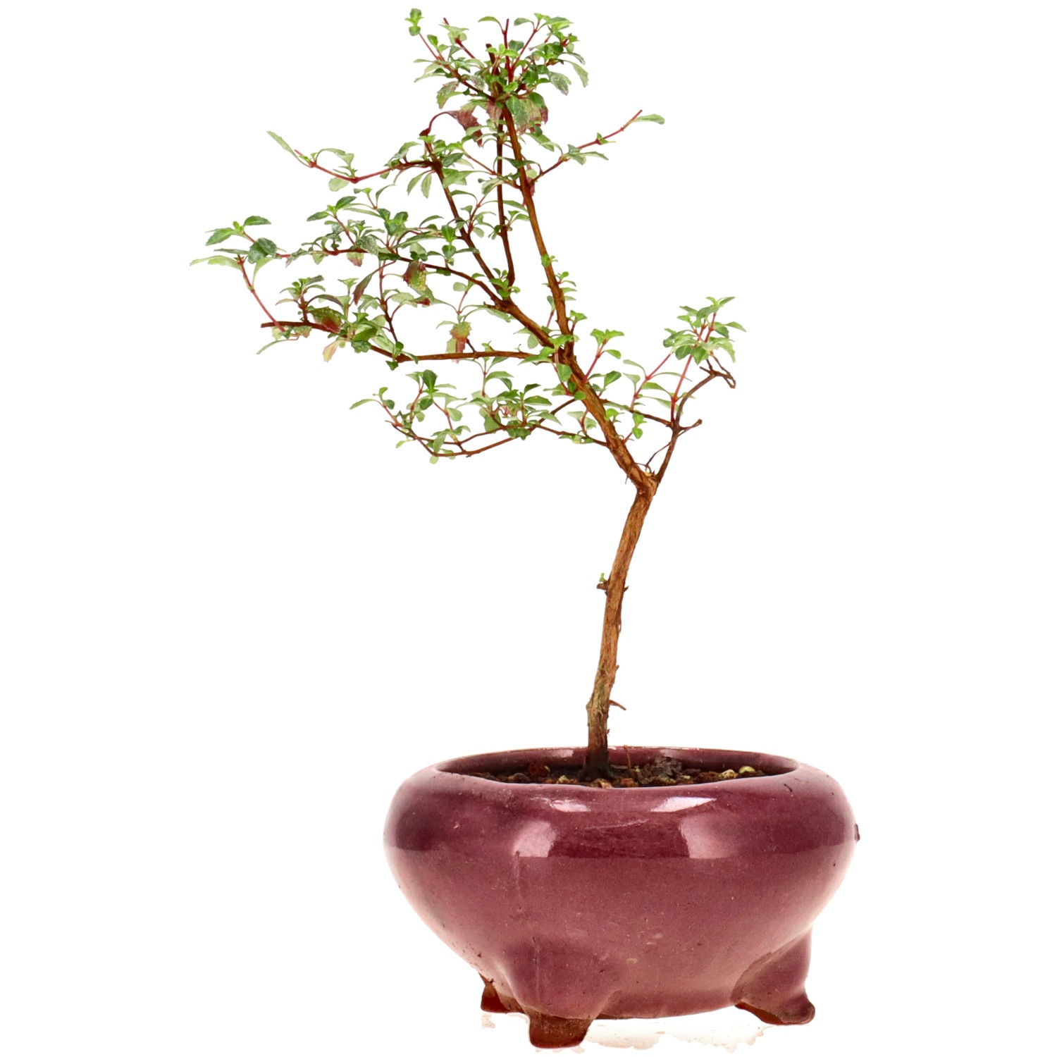 Fuchsia hemsleyana, env. 1 ans (17 cm)