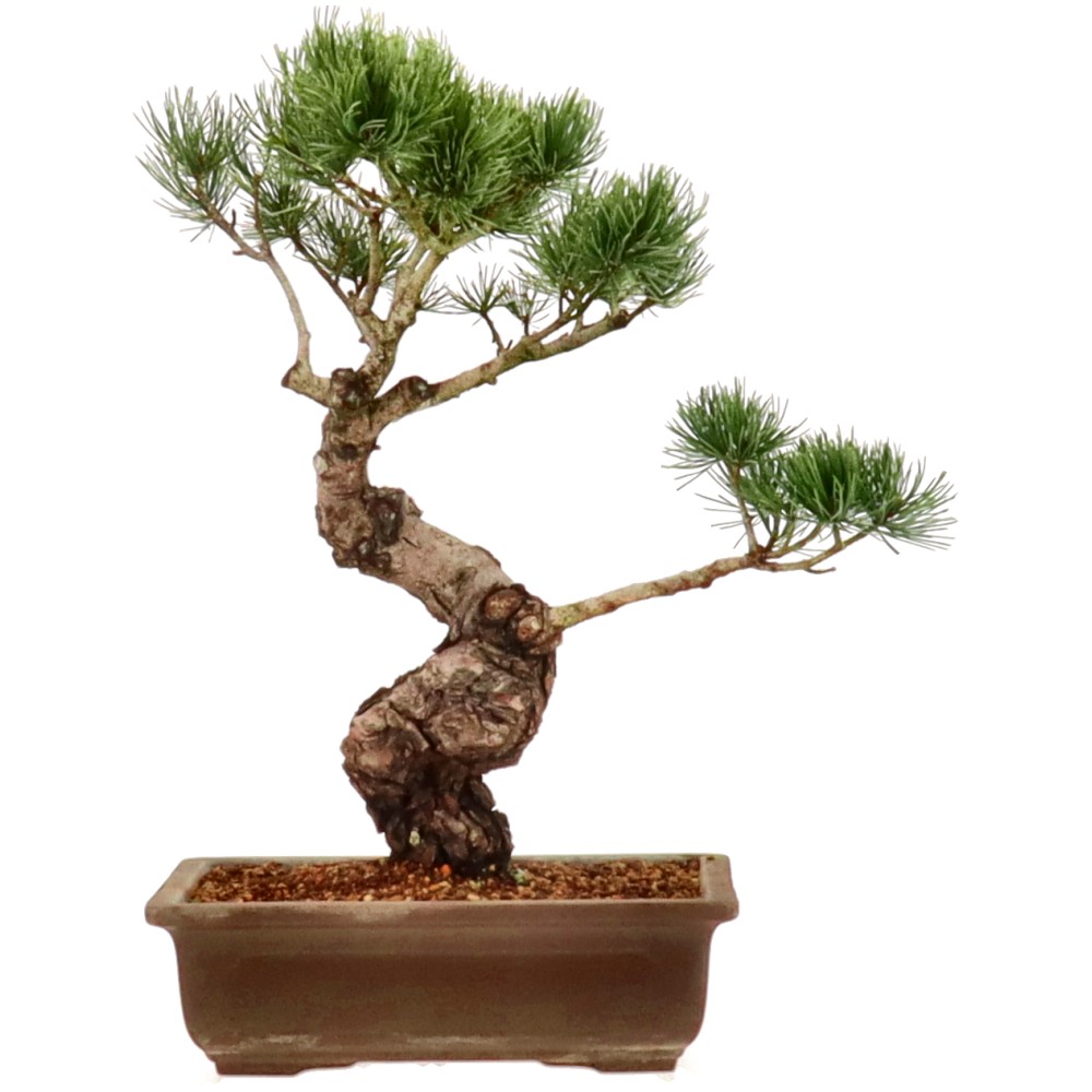 bonsai.fallbackImageTitle bonsai.fallbackImageTitle