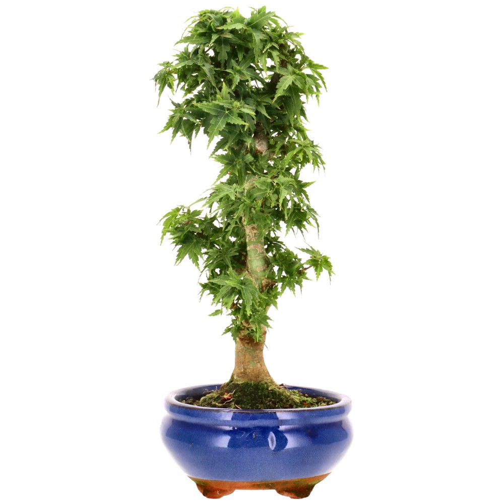 bonsai.fallbackImageTitle