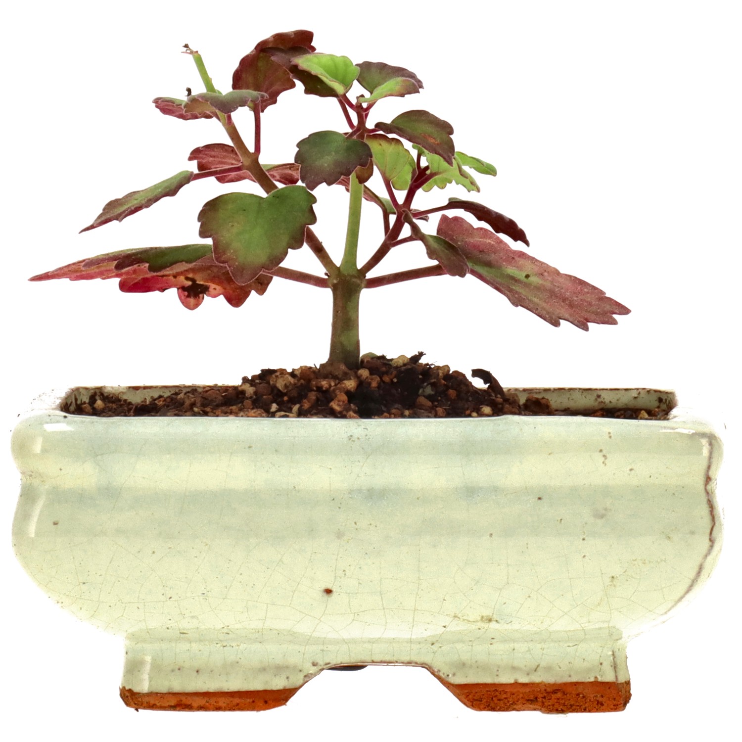 Weihrauchpflanze, ca. 1 J. (7 cm)