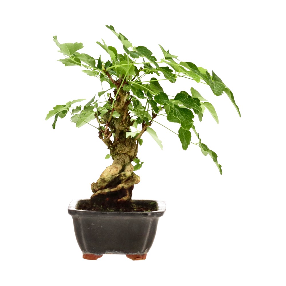 bonsai.fallbackImageTitle bonsai.fallbackImageTitle