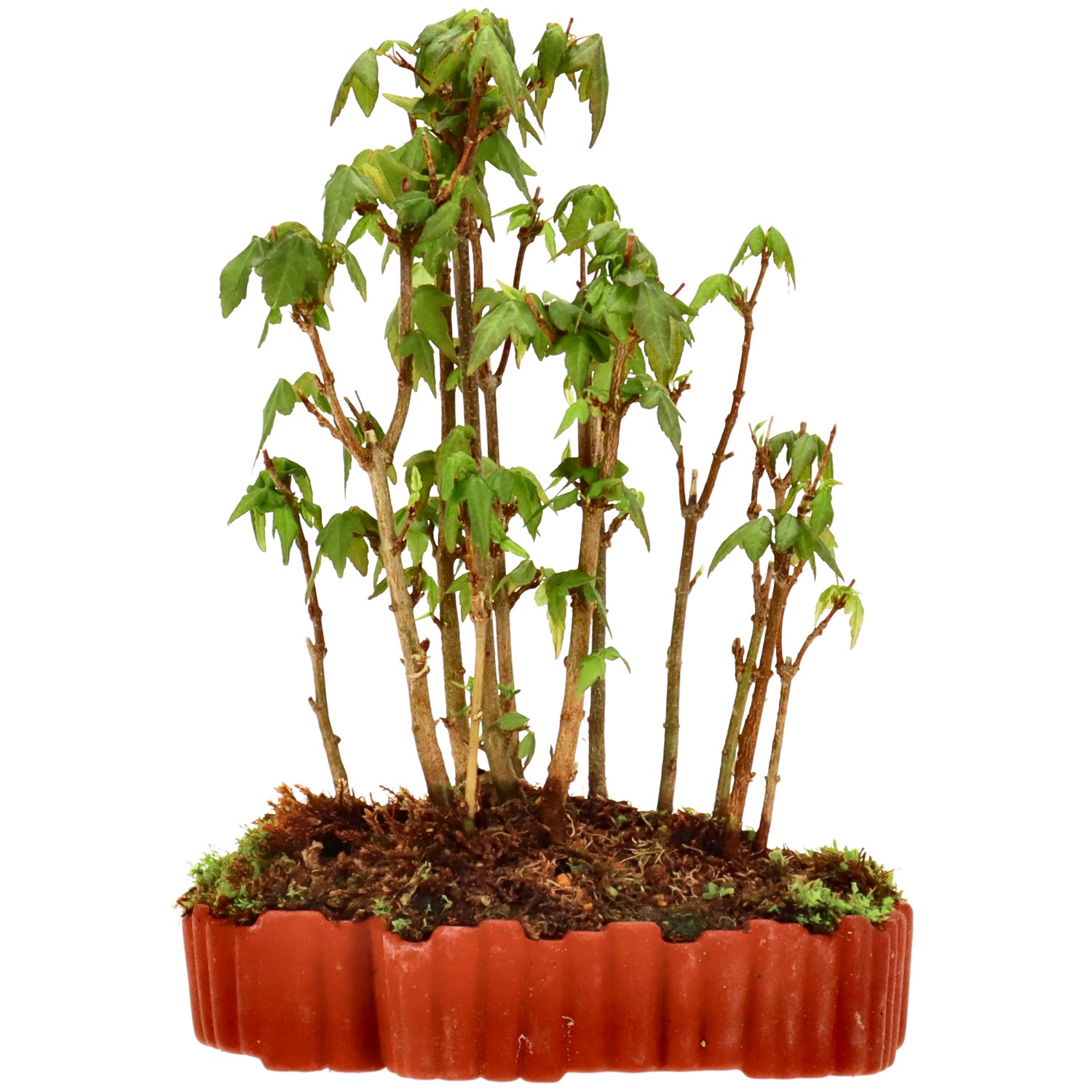 Érable trident, env. 3 ans (19 cm)
