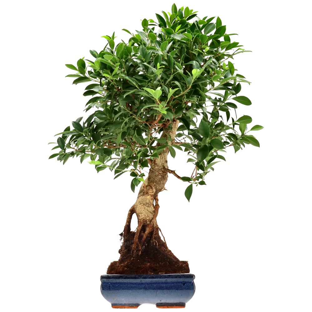 Chin. Feigenbaum (Retusa), ca. 20 J. (69 cm)