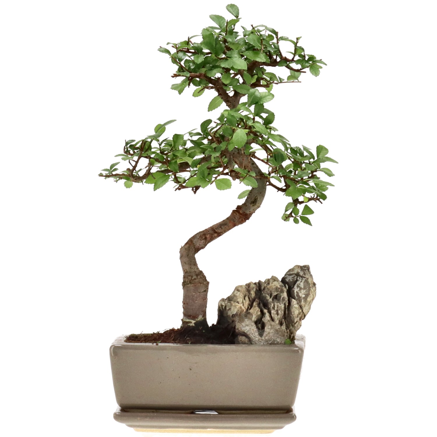 Olmo cinese, ca. 8 anni (24 cm)