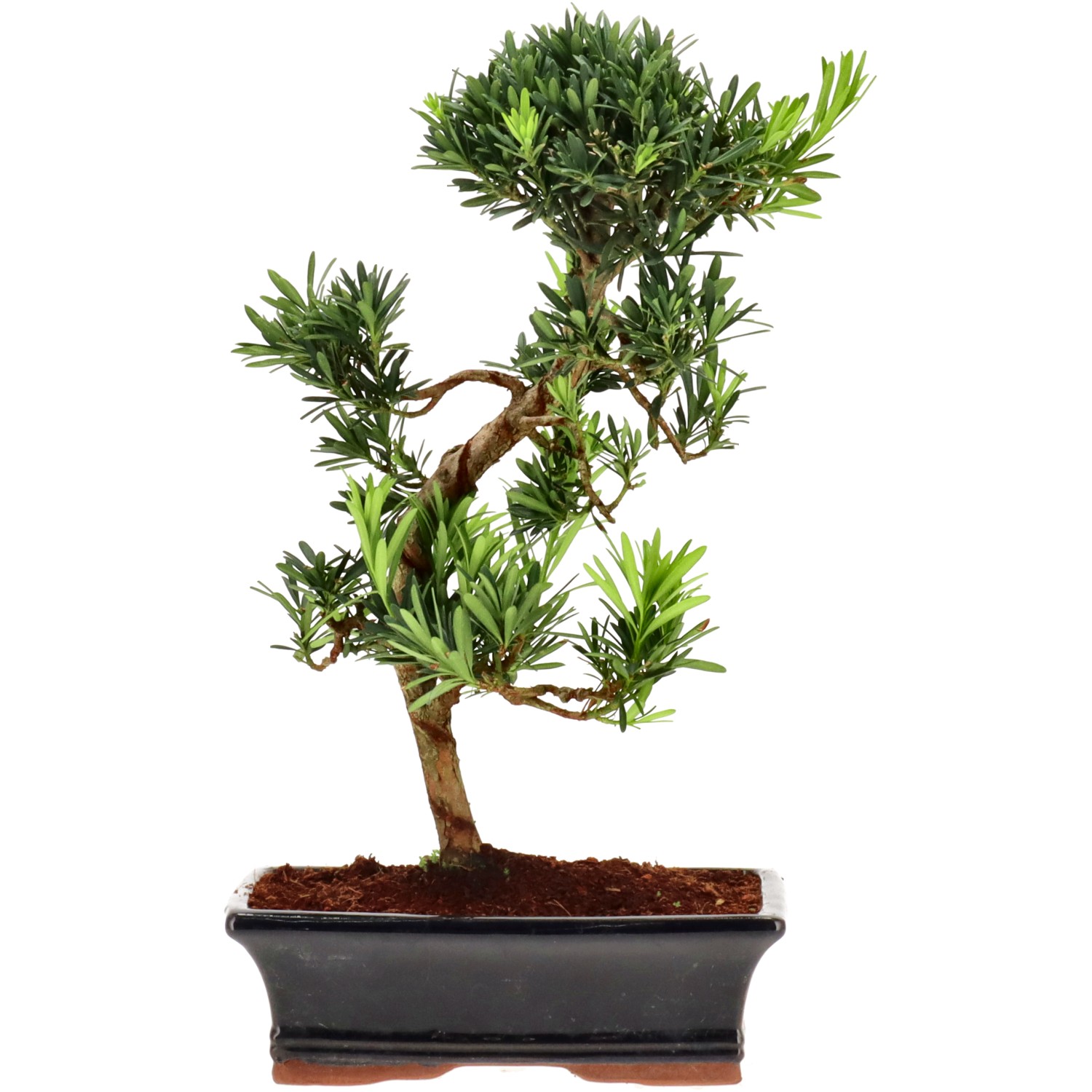 Pin de bouddhistes, env. 12 ans (37 cm)