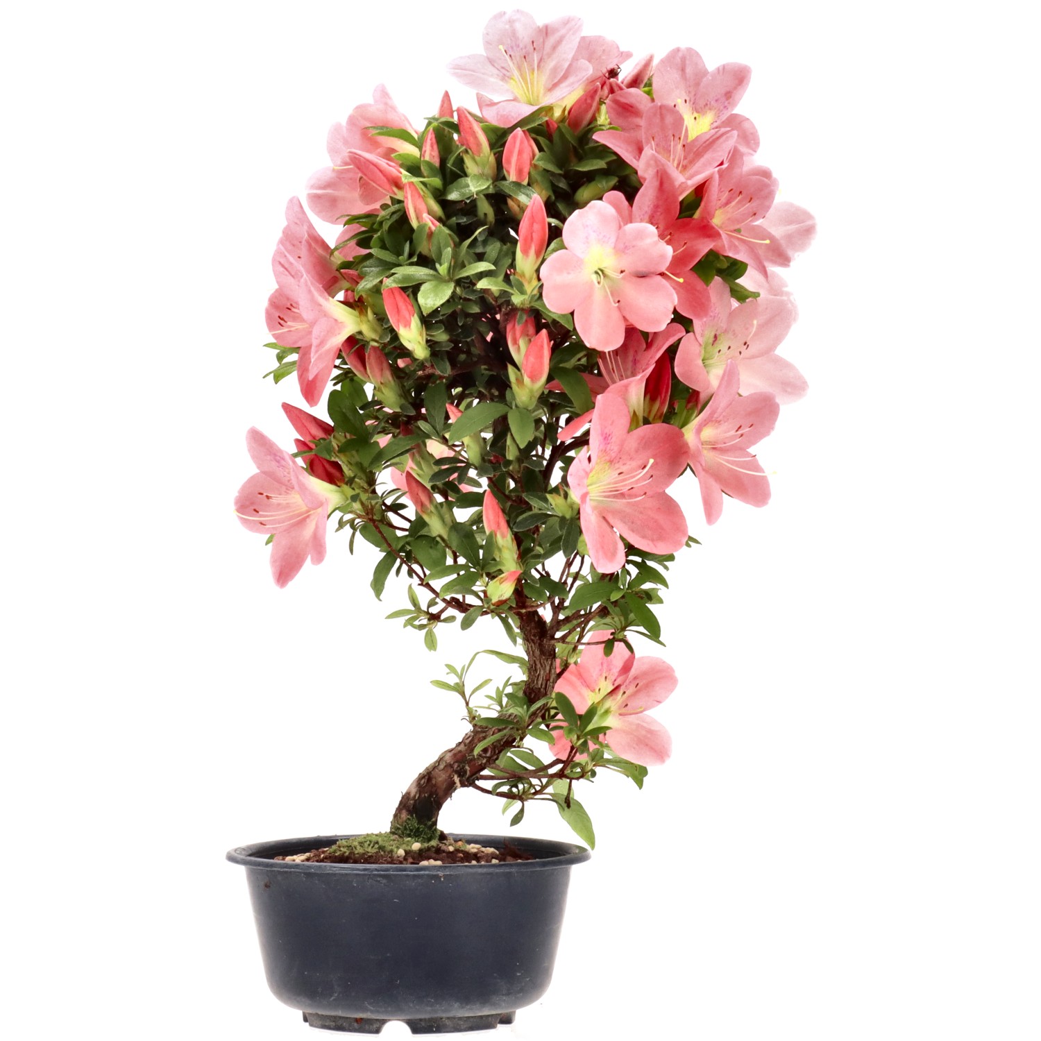 Azalée japonaise, env. 8 ans (31 cm)