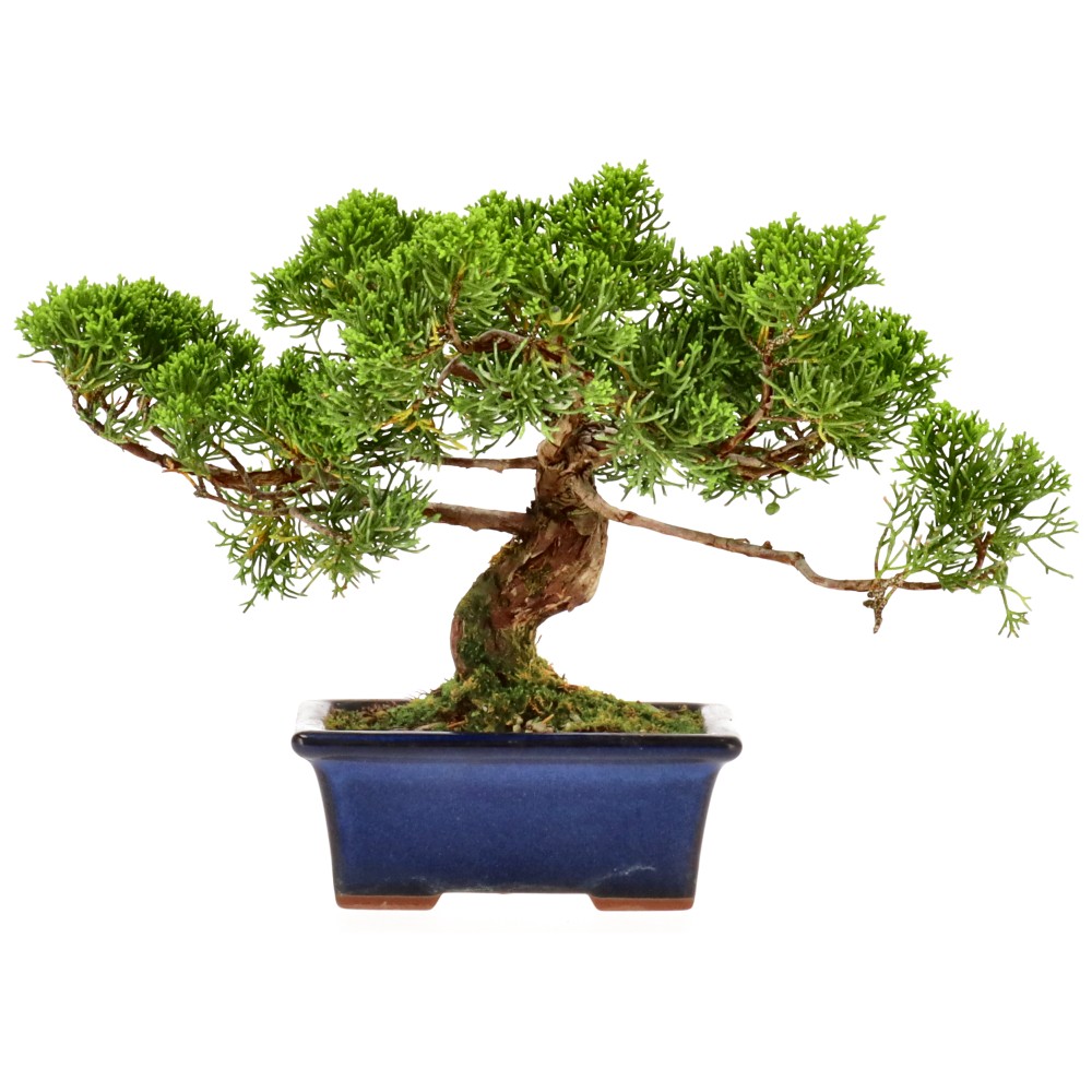 bonsai.fallbackImageTitle