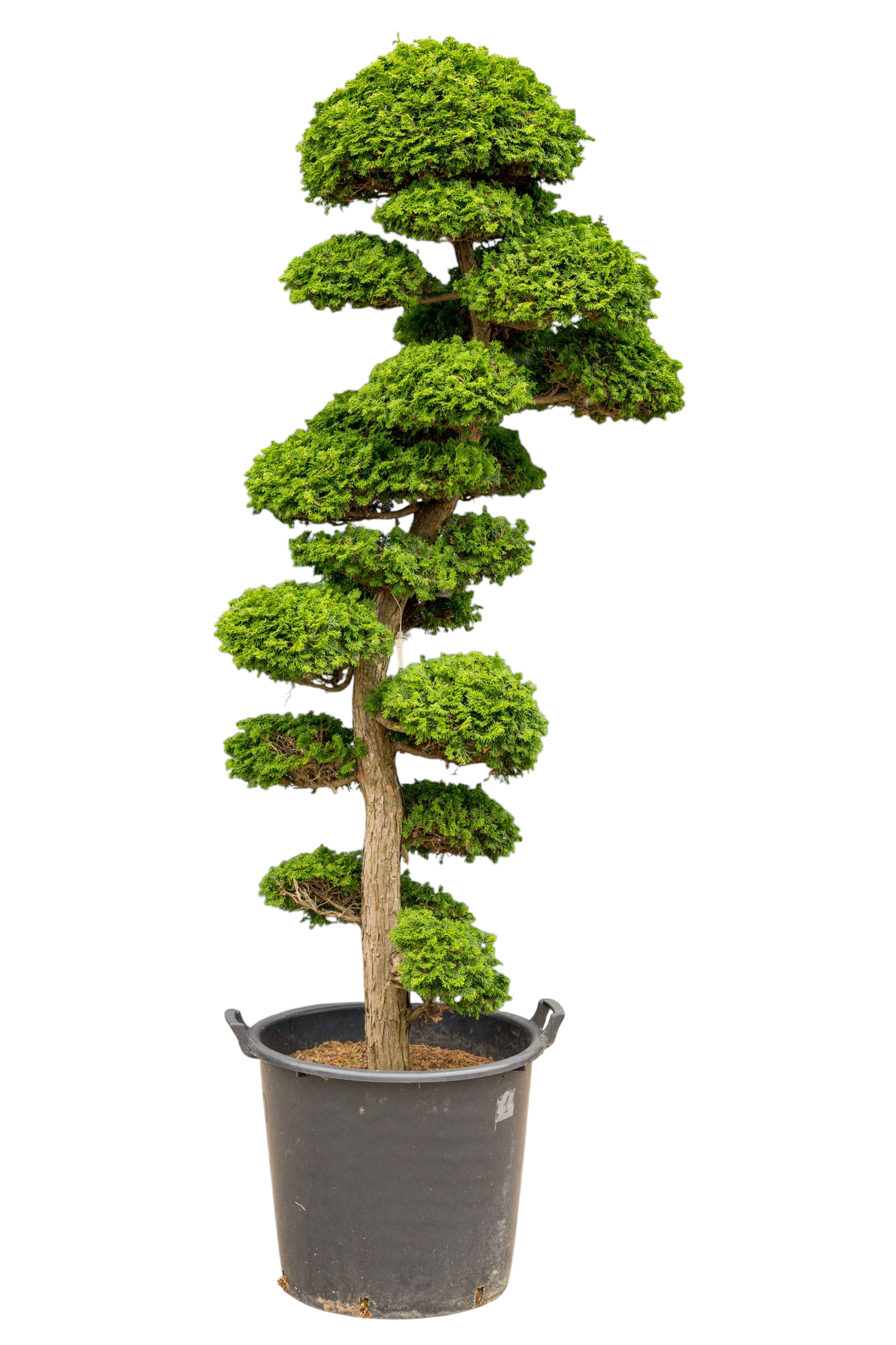 bonsai.fallbackImageTitle