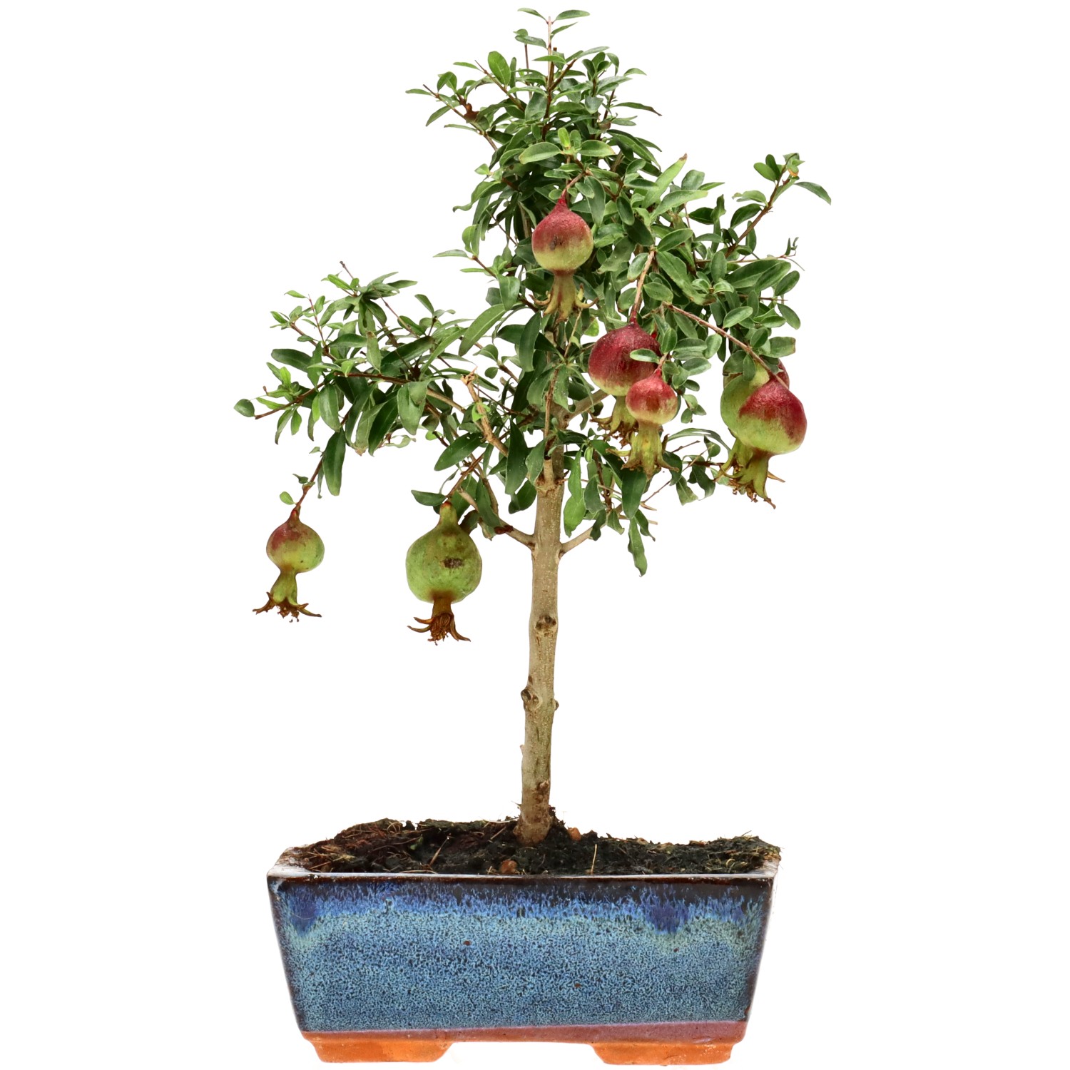Granatapfel, ca. 6 J. (25 cm)