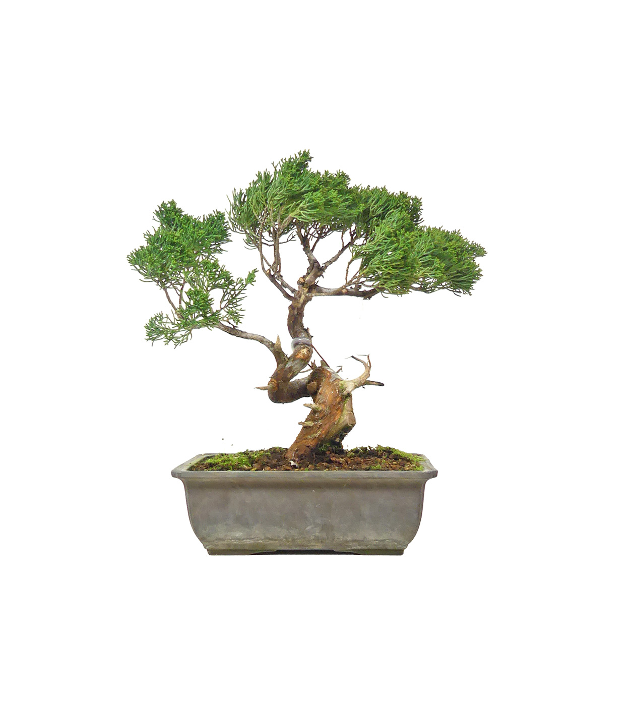 bonsai.fallbackImageTitle bonsai.fallbackImageTitle