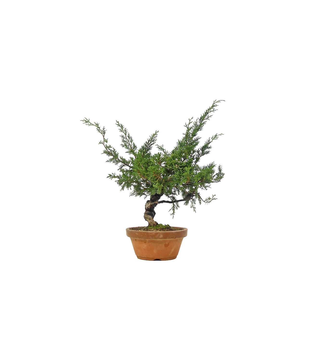 bonsai.fallbackImageTitle bonsai.fallbackImageTitle