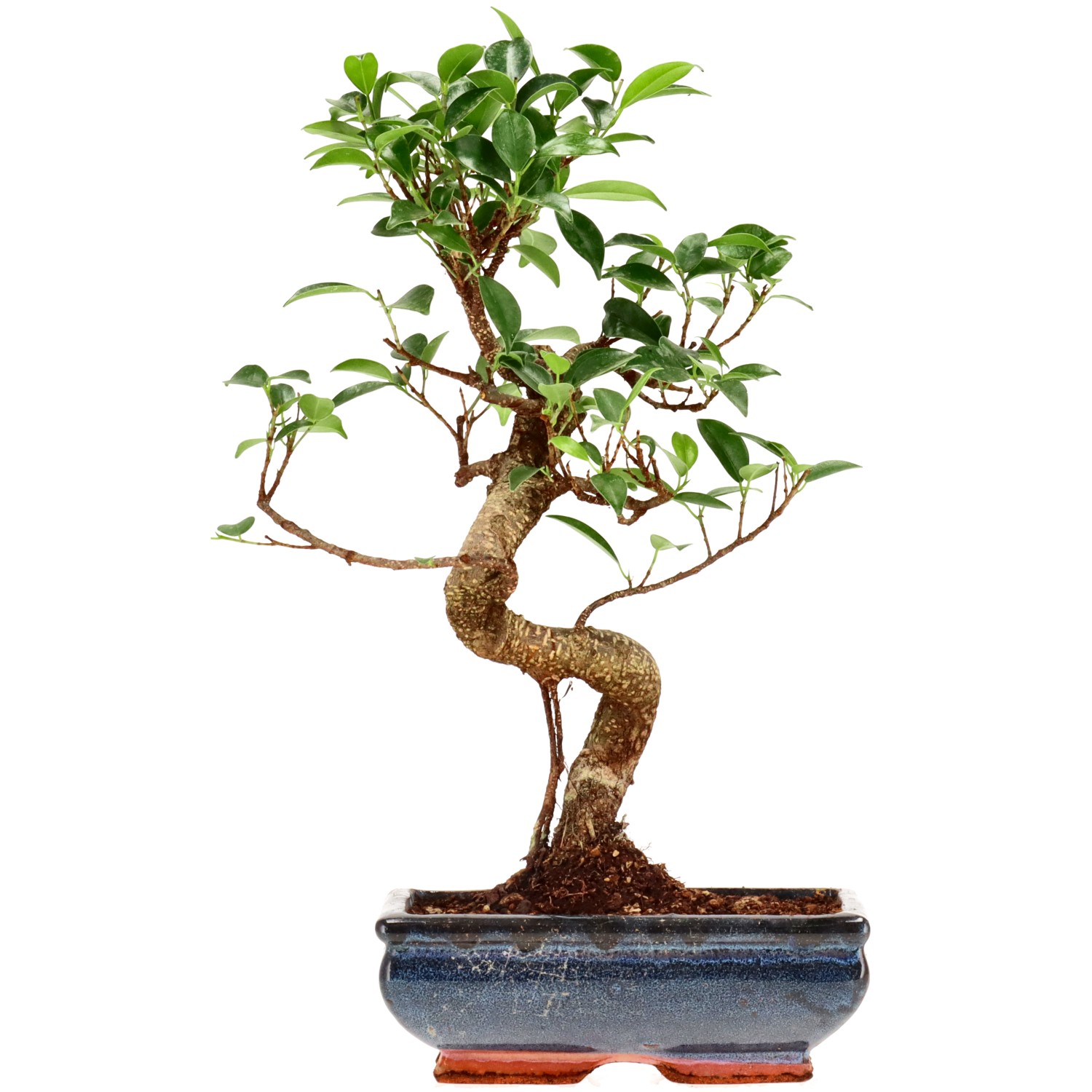 Chin. Feigenbaum (Retusa), ca. 9 J. (33 cm)