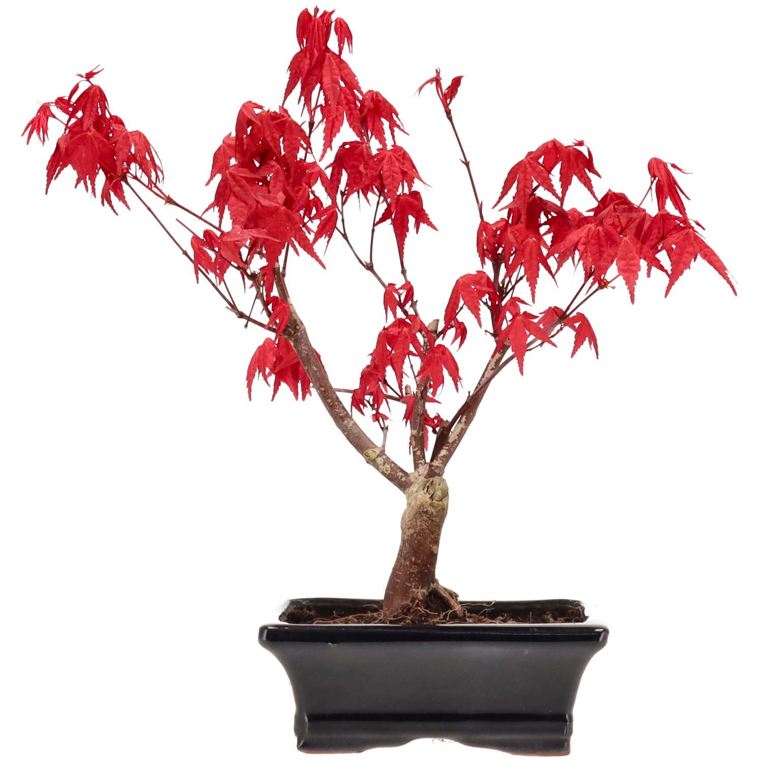Érable du Japon (Deshojo), greffé, env. 7 ans (26 cm)