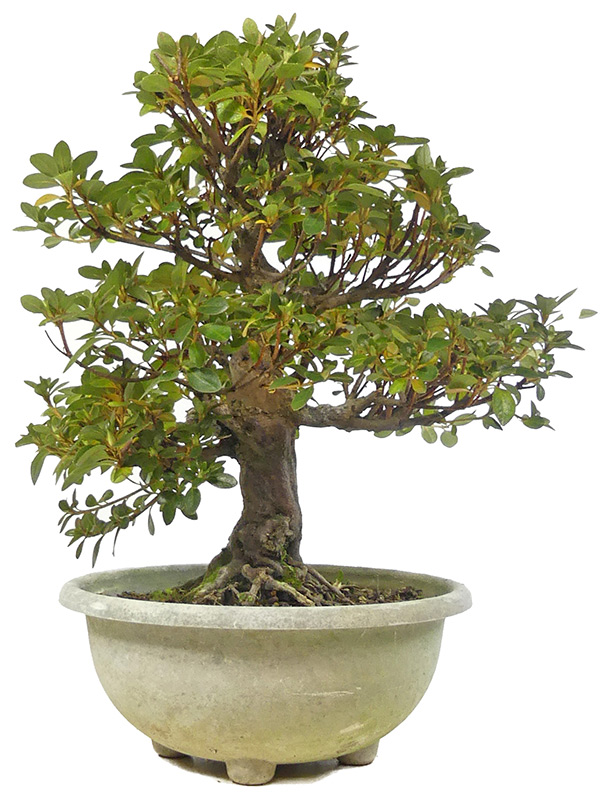 Jap. Azalee, ca. 18 J. (40 cm) Schale aus Kunststoff
Oniji