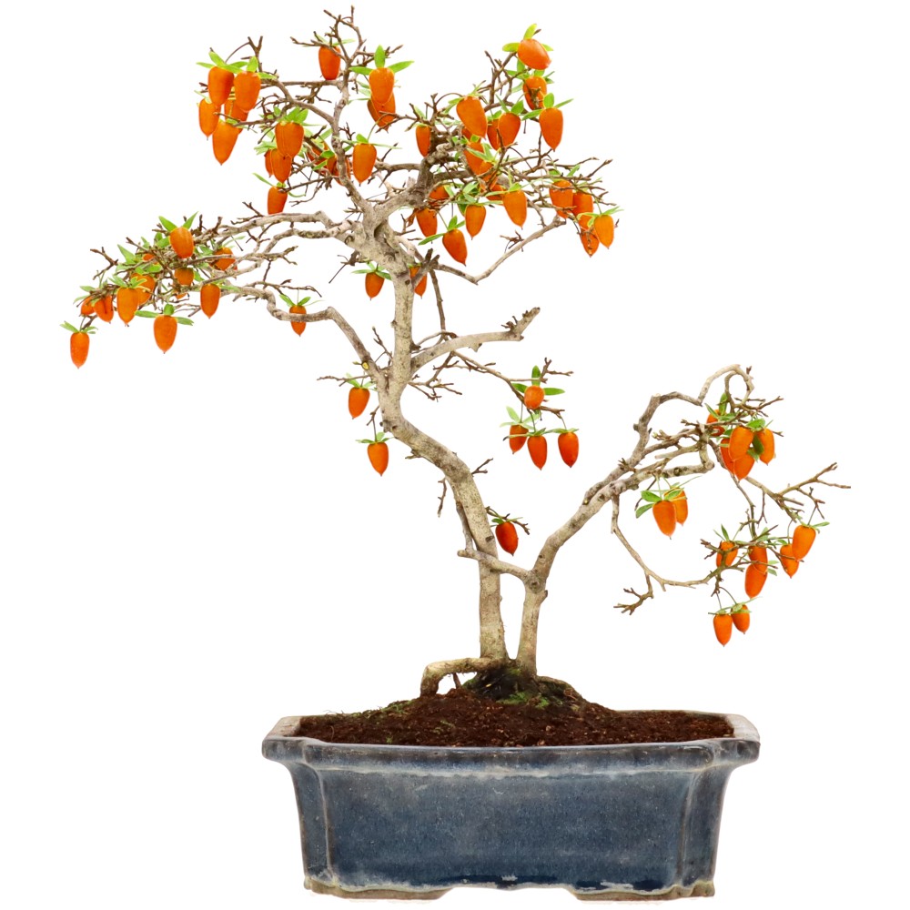 Diospyros rhombifolia, aprox. 12 años (38 cm)