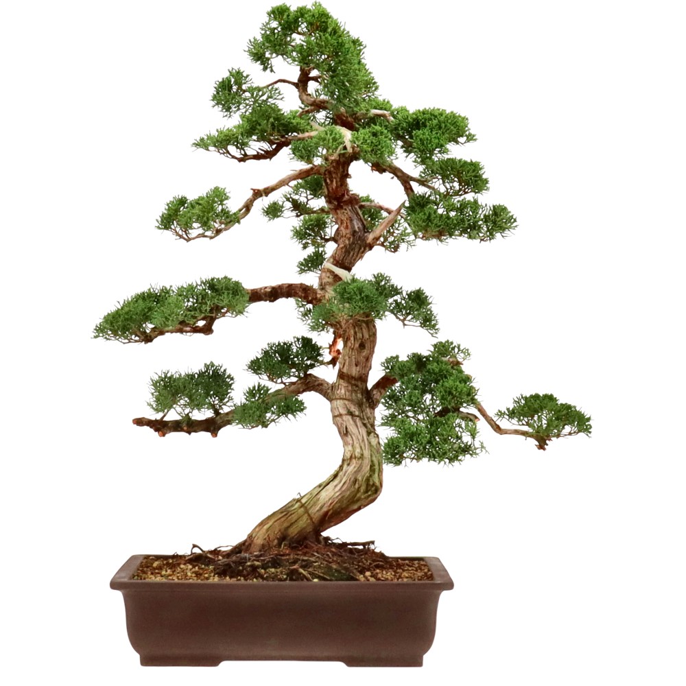 Chin. Wacholder, ca. 40 J. (68 cm)