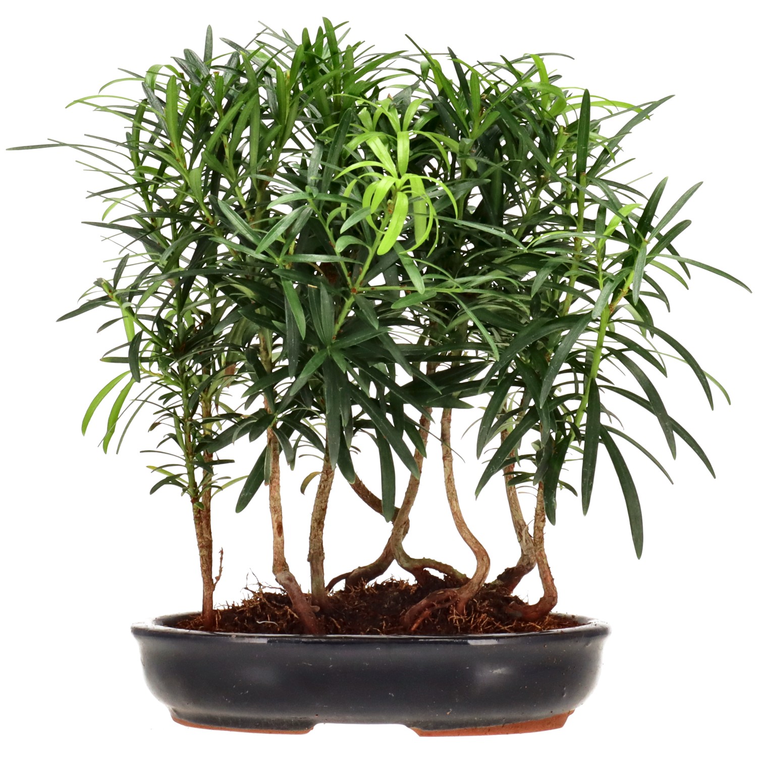 Pin de bouddhistes, env. 3 ans (25 cm)