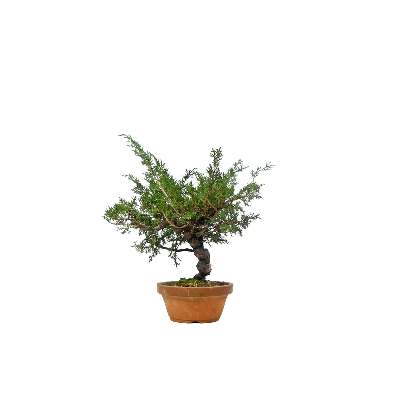 bonsai.fallbackImageTitle bonsai.fallbackImageTitle