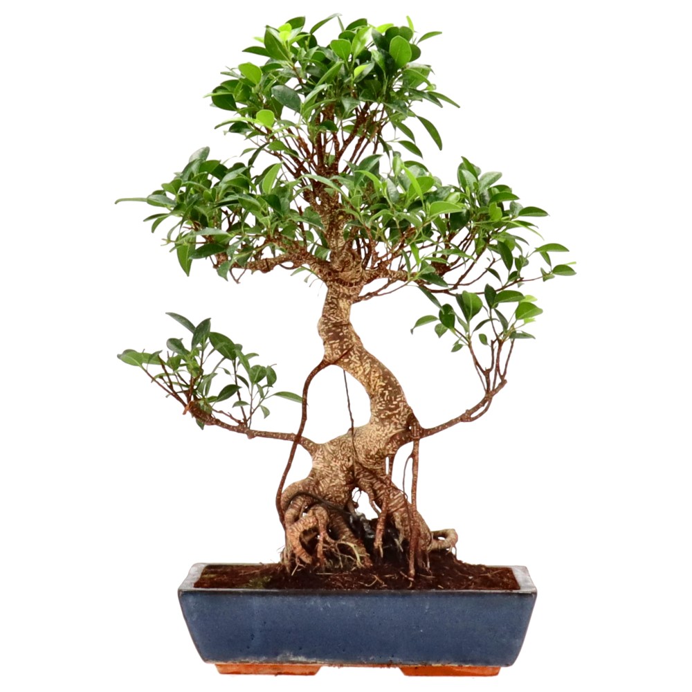 bonsai.fallbackImageTitle