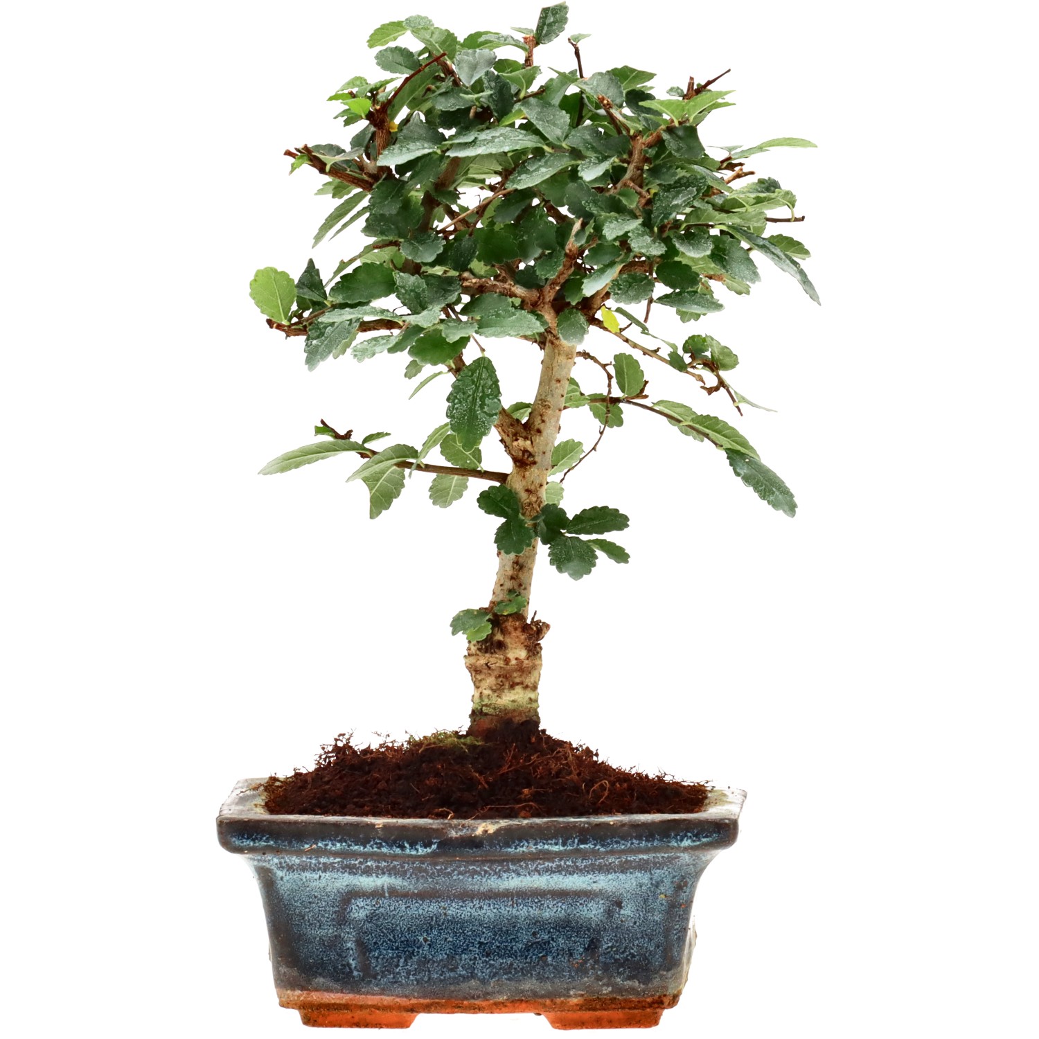 bonsai.fallbackImageTitle bonsai.fallbackImageTitle