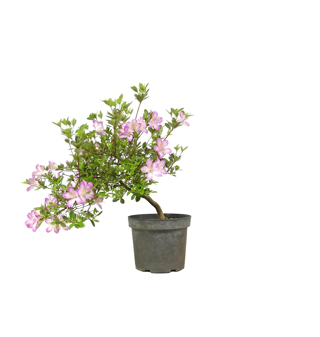 Azalée japonaise, env. 12 ans (43 cm)