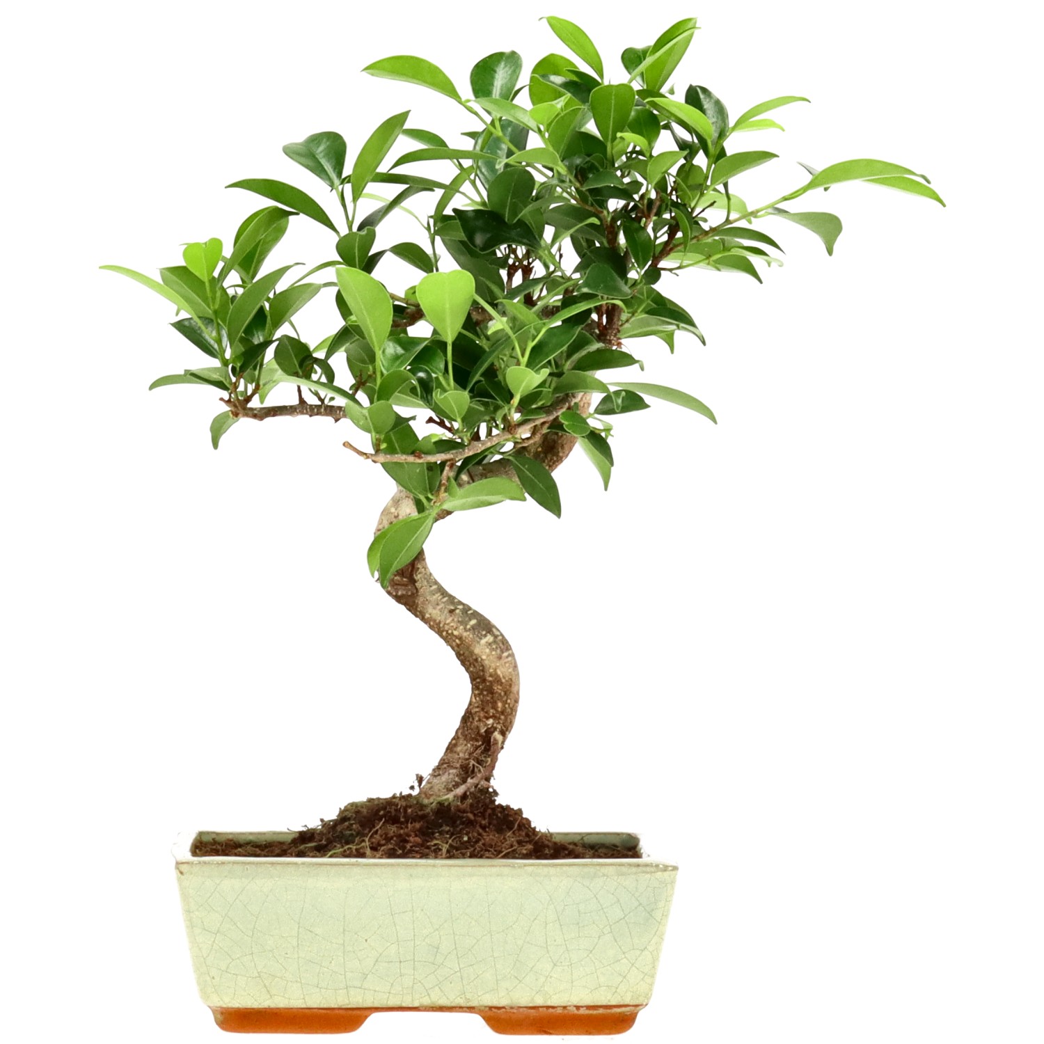 Chin. Feigenbaum (Retusa), ca. 9 J. (30 cm)