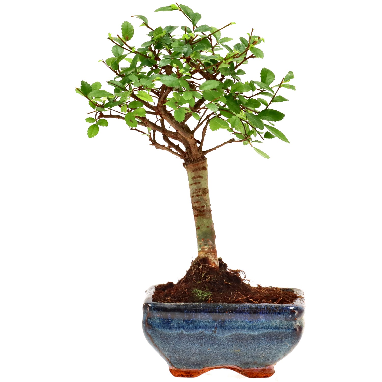 Chin. Ulme, ca. 6 J. (21 cm)