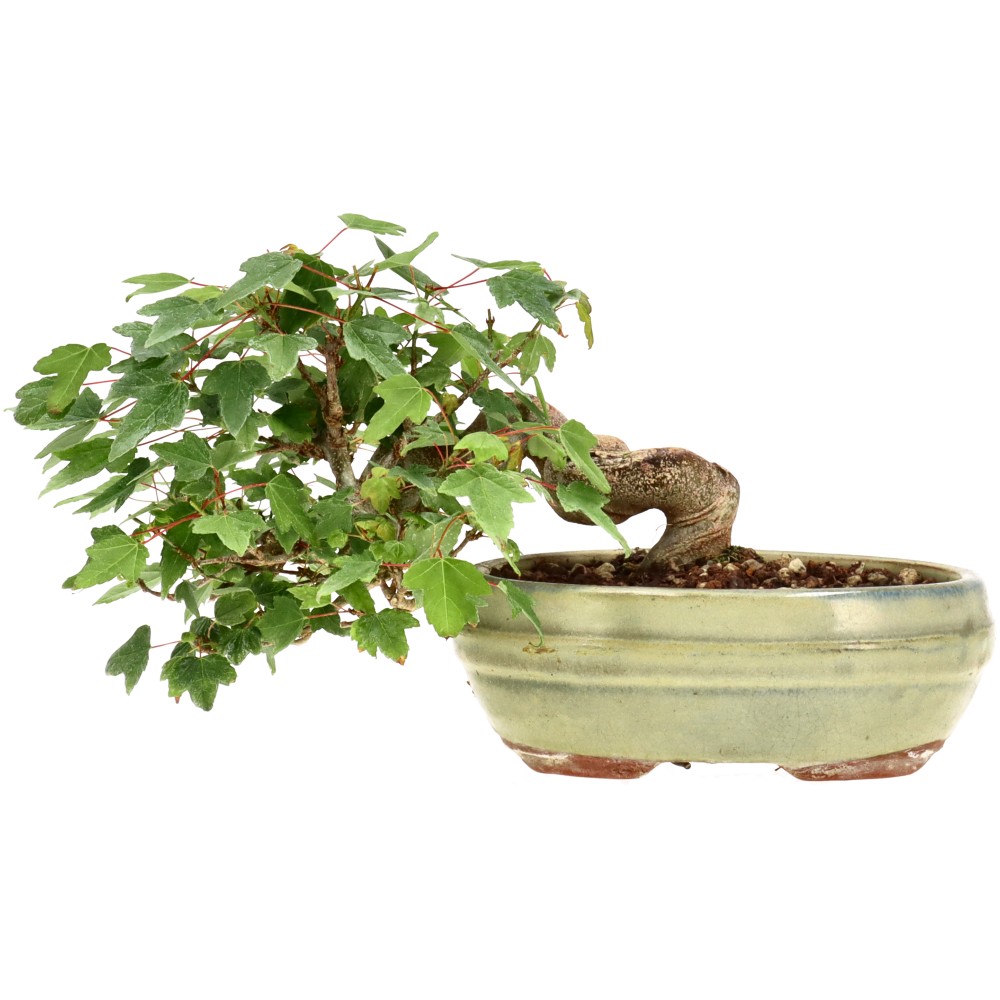 bonsai.fallbackImageTitle bonsai.fallbackImageTitle