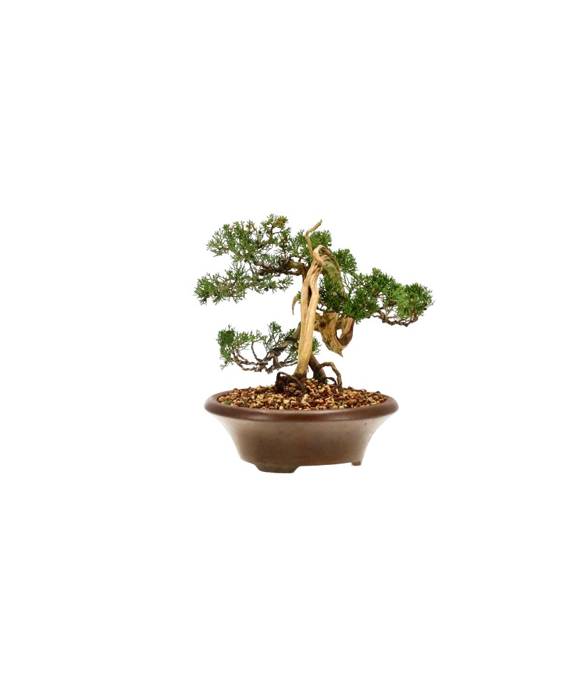 bonsai.fallbackImageTitle bonsai.fallbackImageTitle