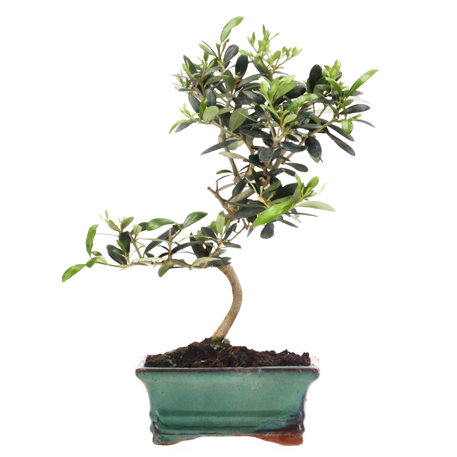 Olive, ca. 8 Jahre (29 cm)