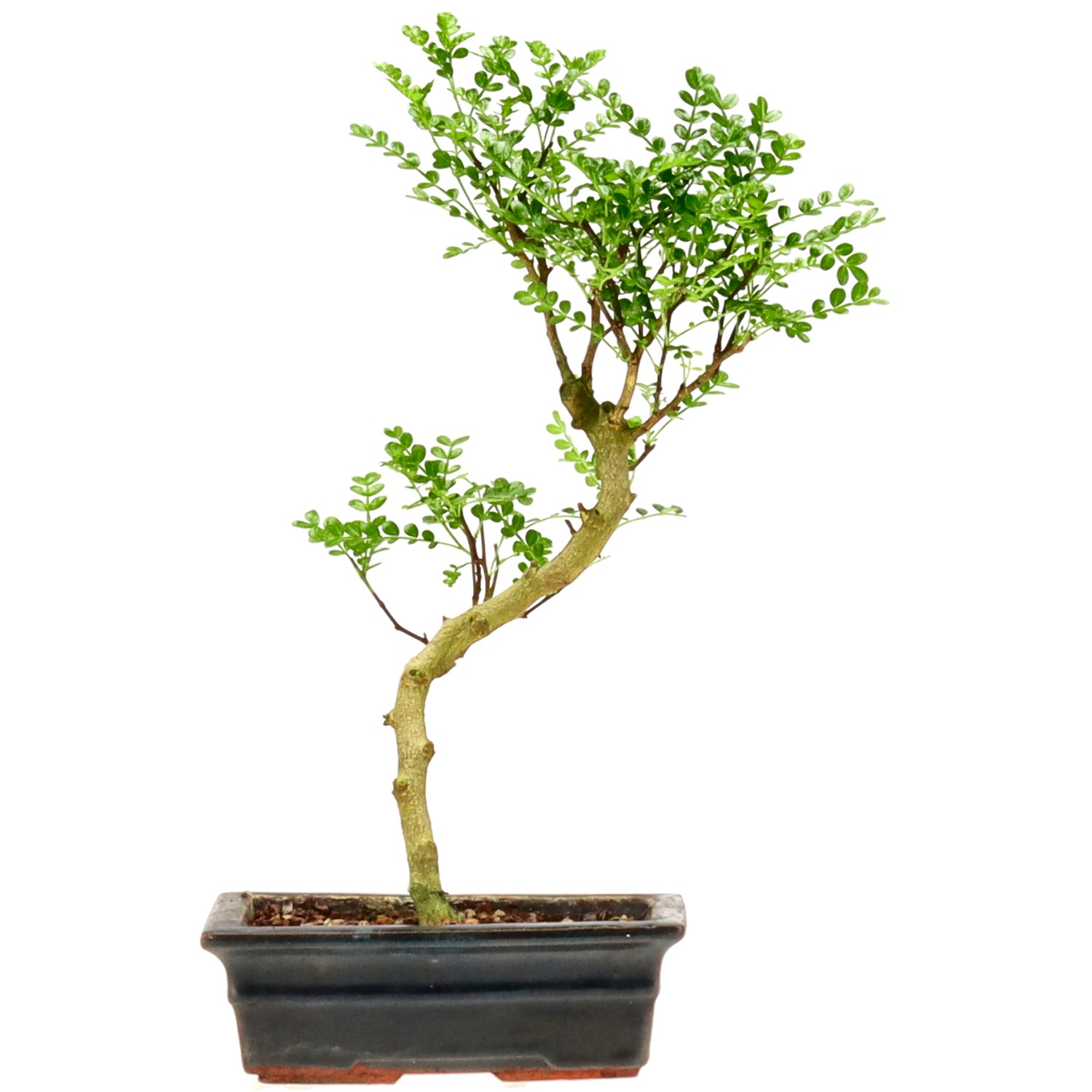 Pepe di Sichuan, ca. 9 anni (31 cm)