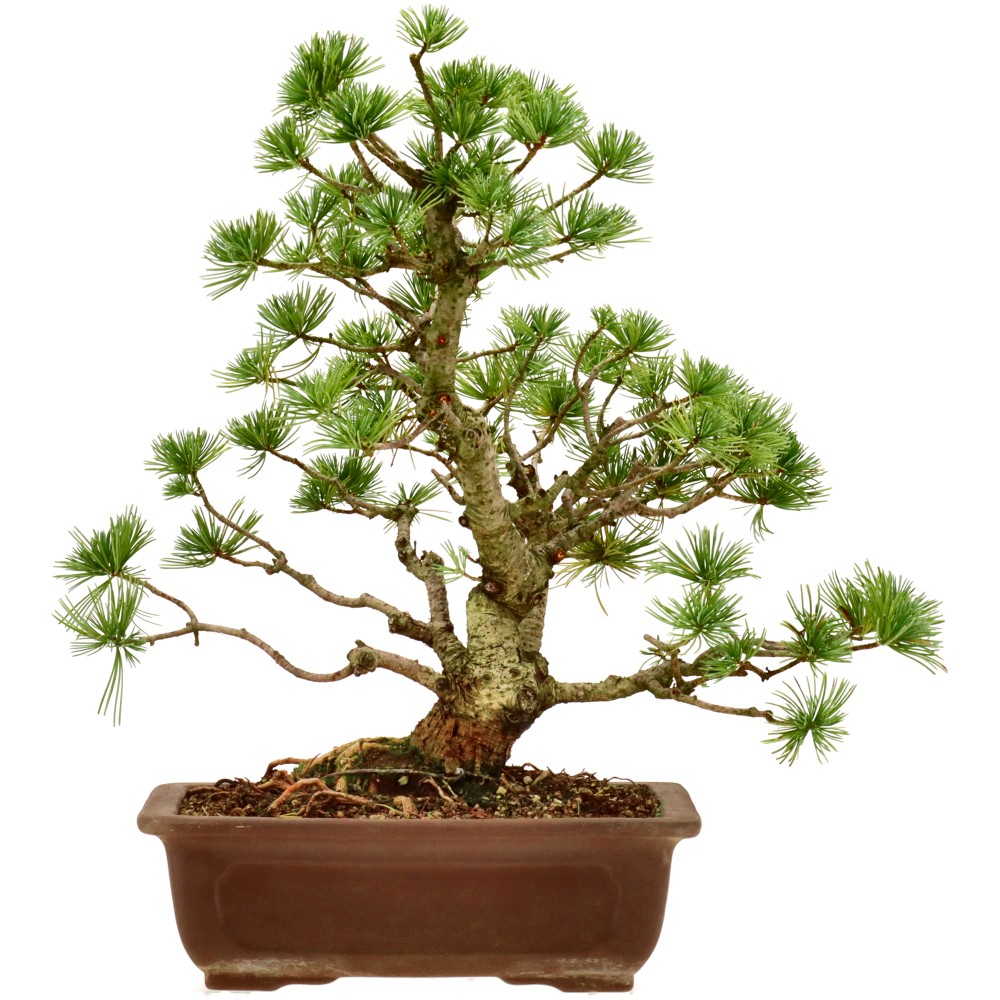 Mädchenkiefer, ca. 18 J. (37 cm)