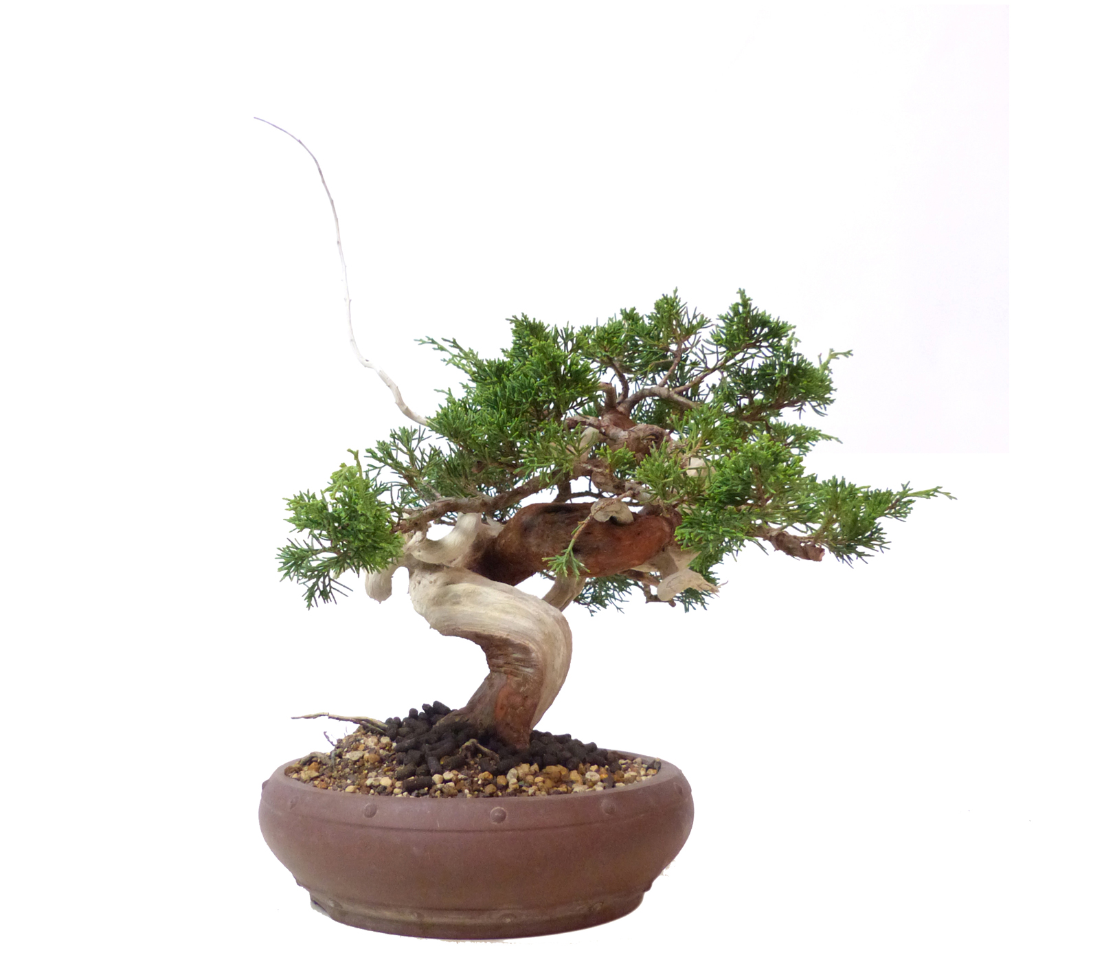 bonsai.fallbackImageTitle bonsai.fallbackImageTitle
