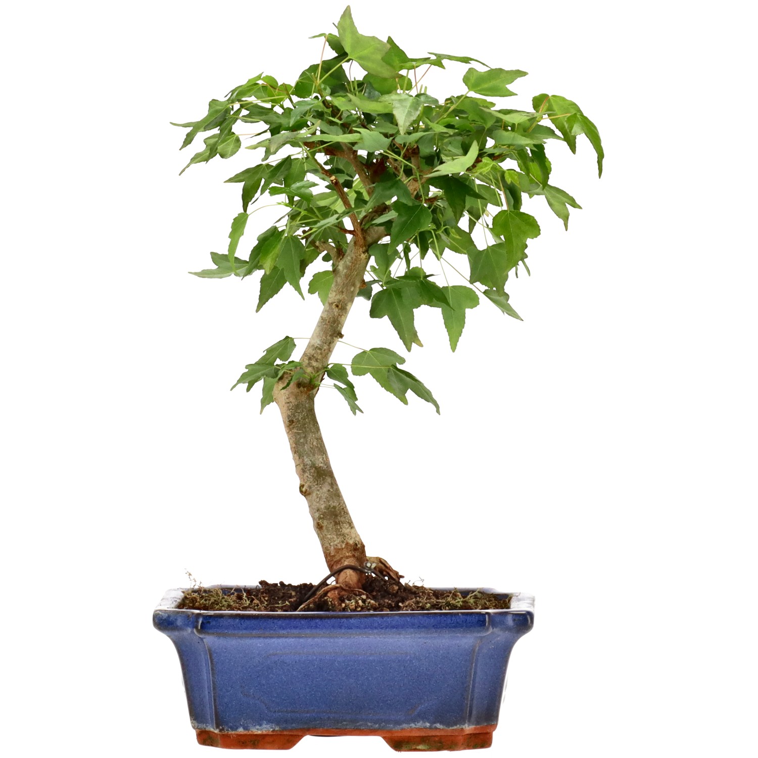 Acero tridente, ca. 9 anni (27 cm)