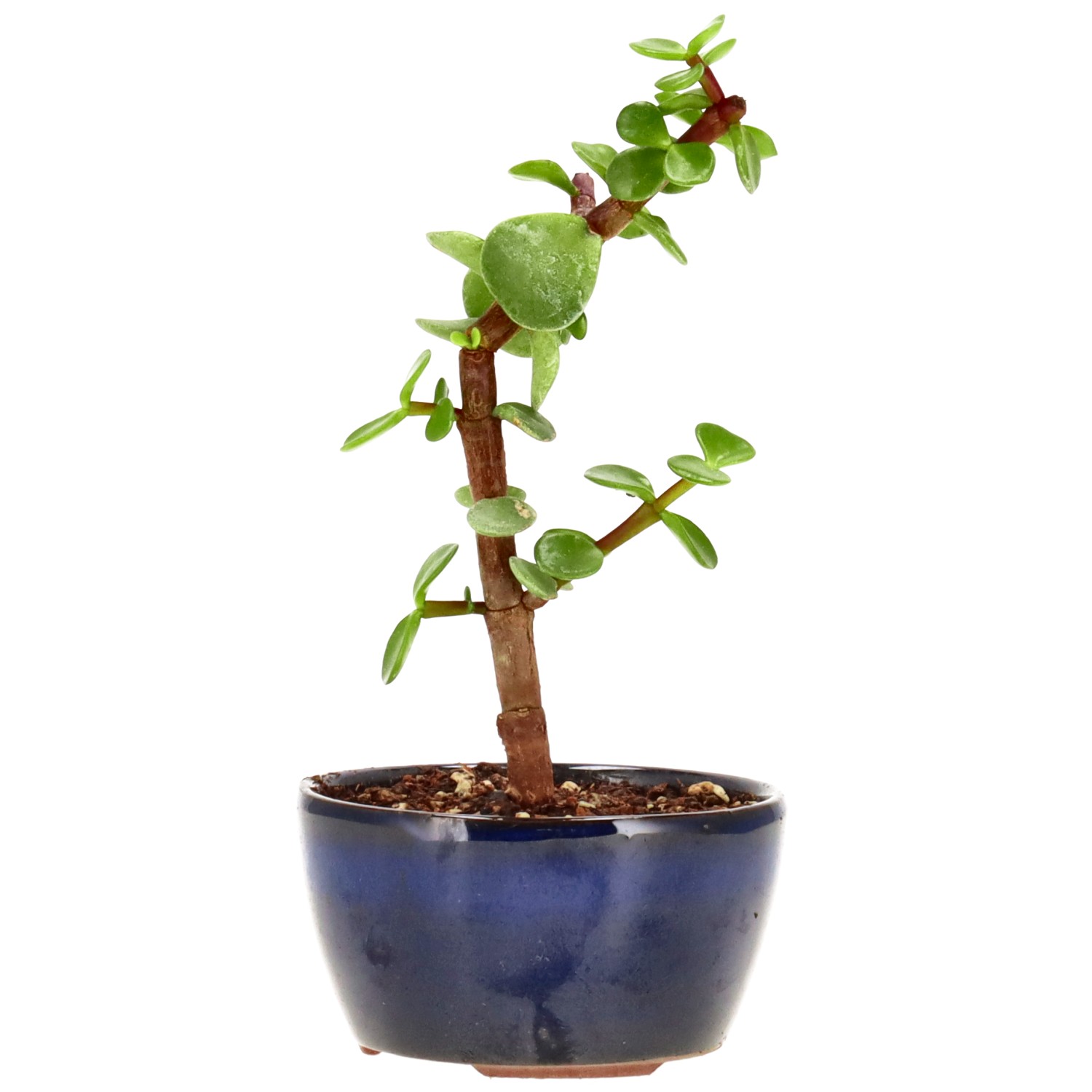 Elephant bush, approx. 2 y. (15 cm)