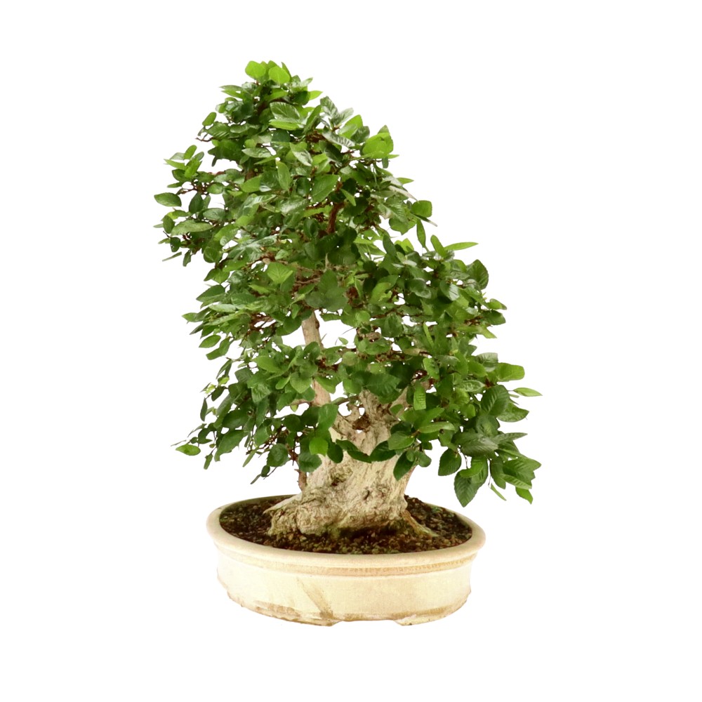 bonsai.fallbackImageTitle