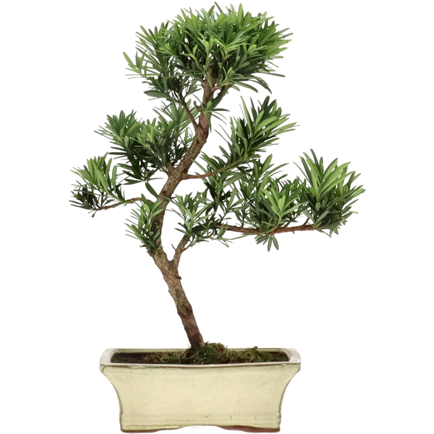 Pino cinese, ca. 9 anni (33 cm)