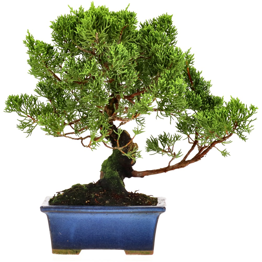 Genévrier de Chine, env. 14 ans (21 cm)