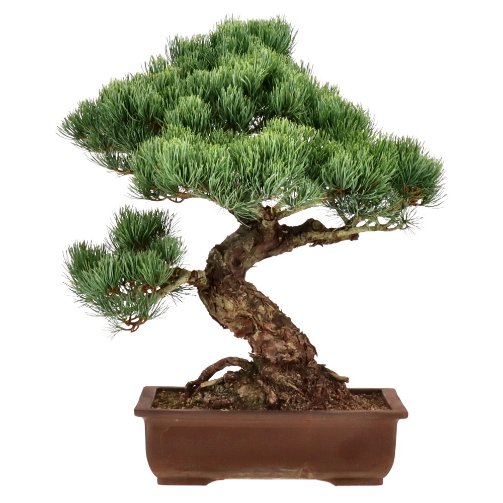 bonsai.fallbackImageTitle