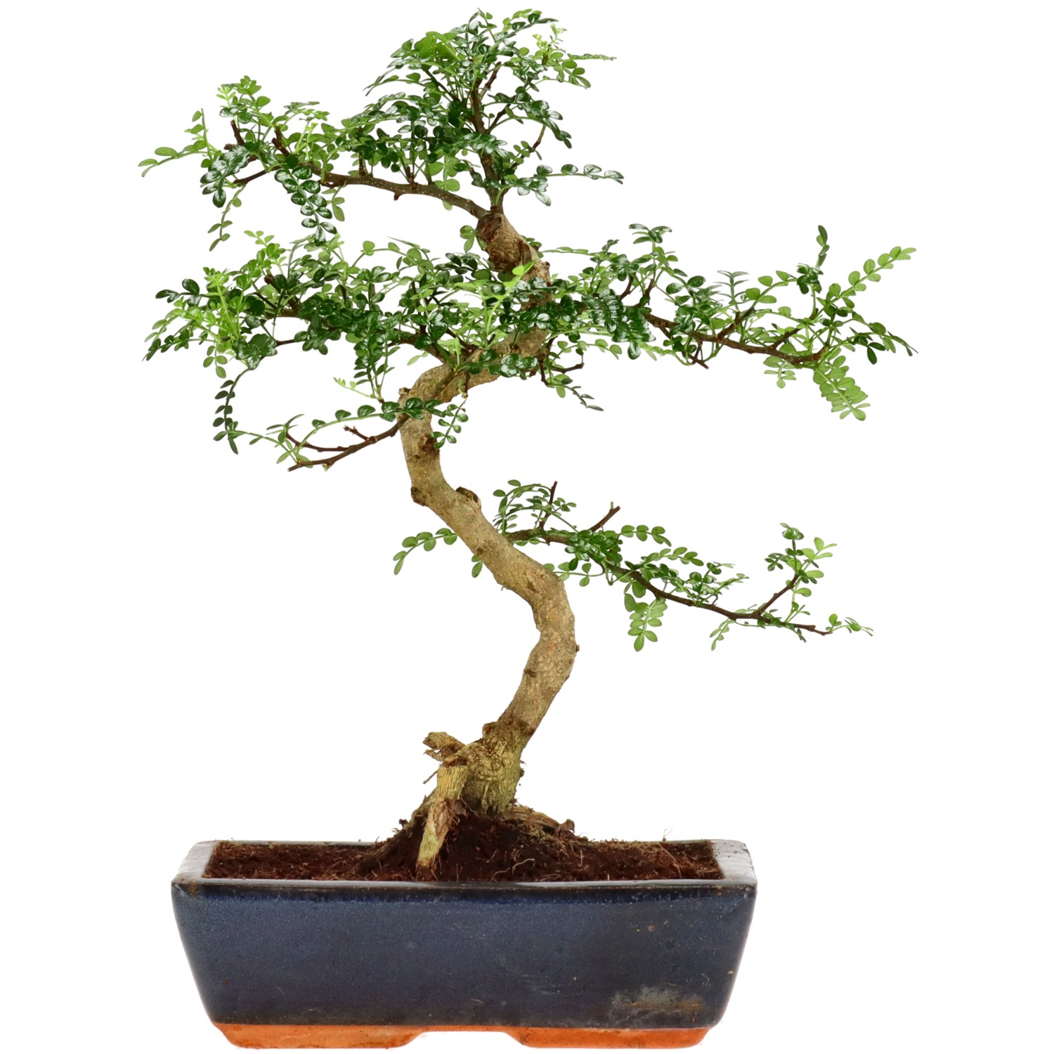 Pfefferbaum, ca. 14 J. (43 cm)