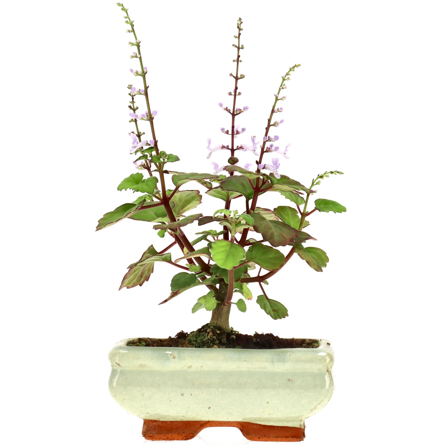 Plectranthus, env. 1 ans (14 cm)