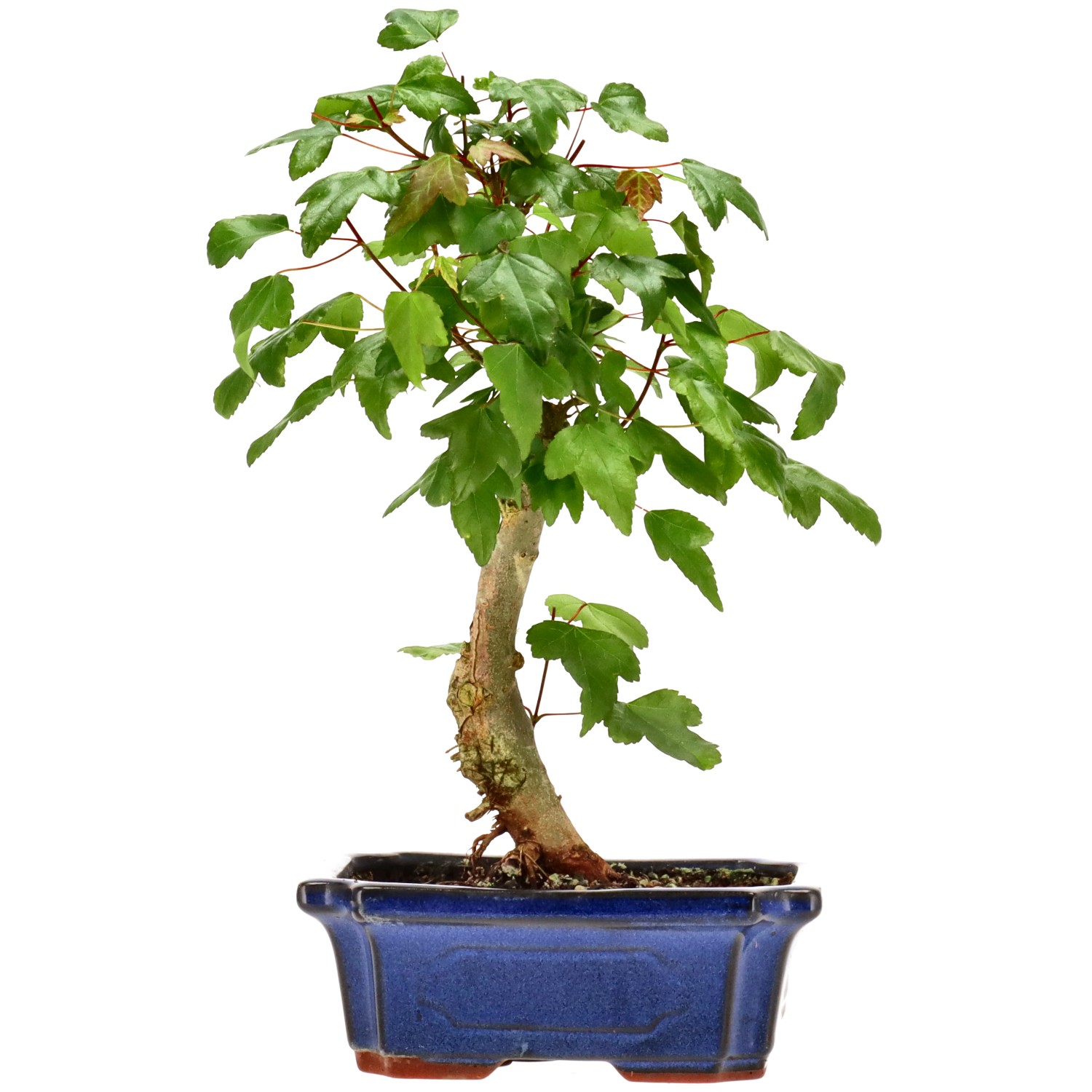 Acero tridente, ca. 9 anni (27 cm)