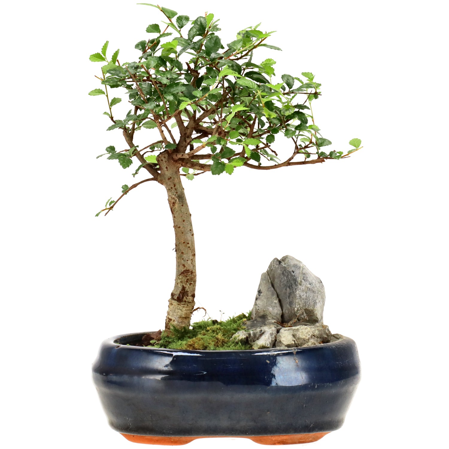 Orme de Chine, env. 6 ans (19 cm)