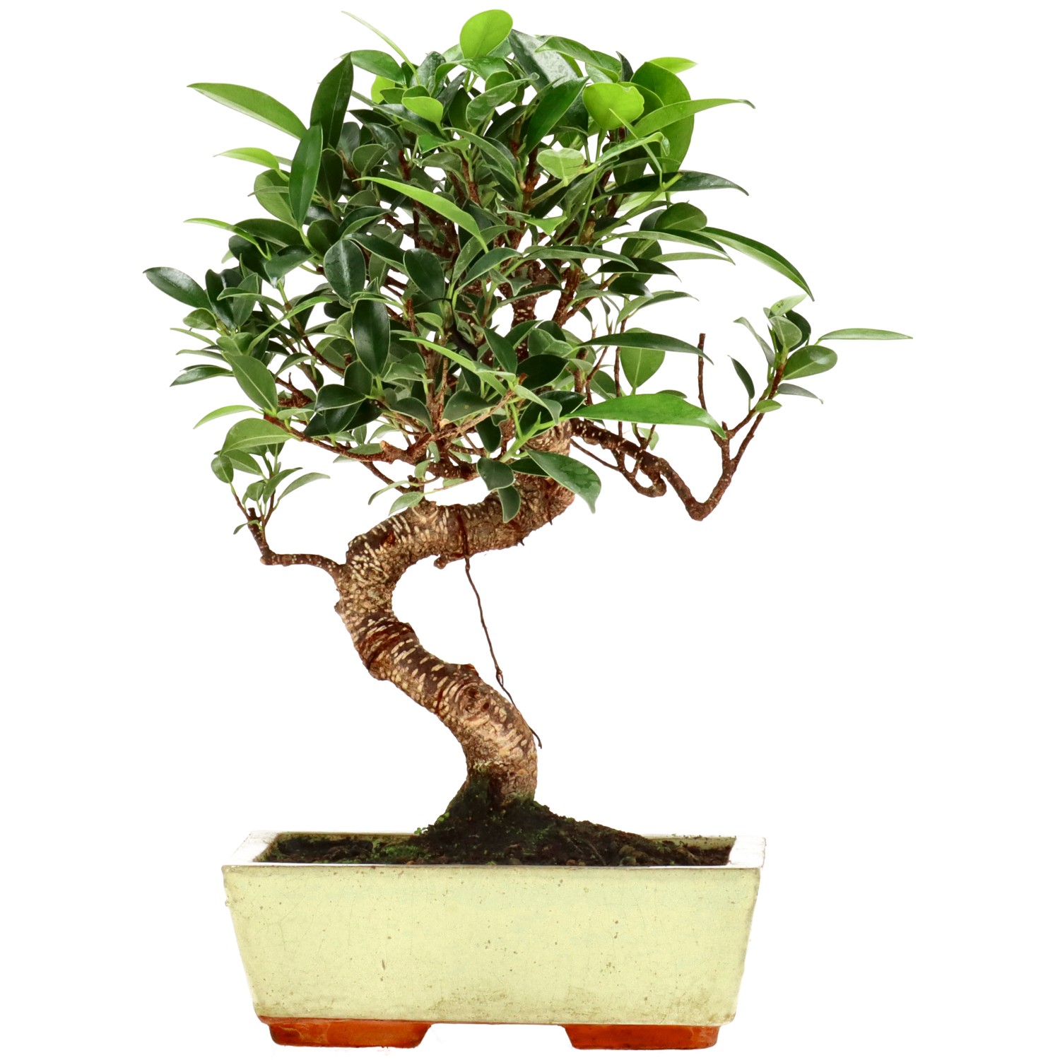 Chin. Feigenbaum (Retusa), ca. 9 J. (28 cm)